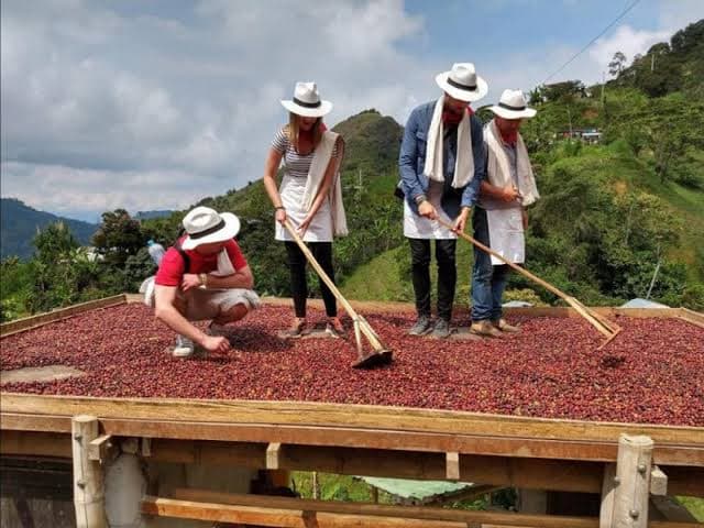 Coffee Tour 3